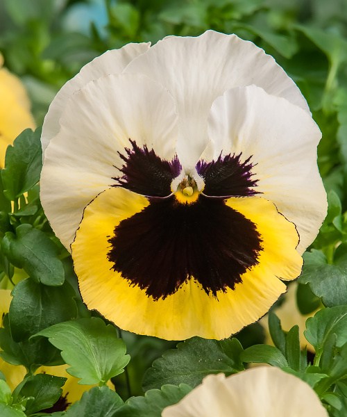 511.05 Pansy Cello primrose shades blotched 